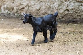 Image result for Little Goat