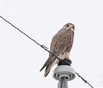 Image result for Prairie Falcon Saying