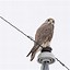 Image result for Bumble Foot in Prairie Falcon