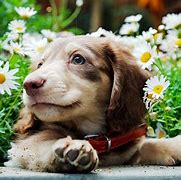 Image result for Cutest Dogs