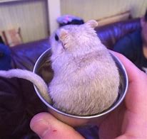 Image result for Copper Gerbil