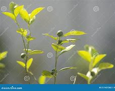 Image result for Green Kumquat