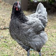 Image result for Blue Plymouth Rock Chicken