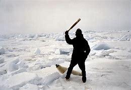 Image result for Fat Harp Seal Pup