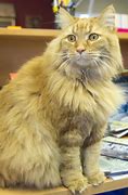 Image result for Cat Breed with Mane