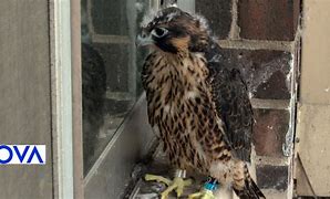 Image result for Fastest Animal Peregrine Falcon