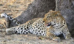 Image result for Leopard Resting in Tree