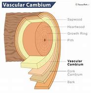 Image result for Vascular Cambium Old Stem