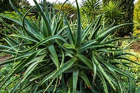 Image result for Kinds of Aloe Vera Plants