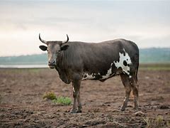 Image result for Nguni Cattle Skins