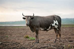 Image result for Stock Images Nguni Cattle