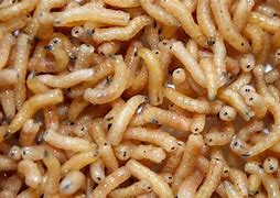 Image result for Old Food Maggots