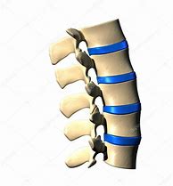 Image result for Lumbar Spine Side View