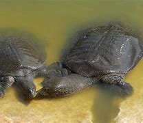 Image result for Trionychid Turtle