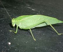 Image result for Big Leaf Bug