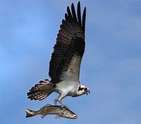 Image result for Pacific Osprey