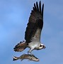 Image result for Osprey Pilots