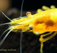 Image result for Shrimp Close Up