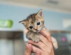 Image result for 6 Week Kitten