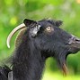 Image result for Organic Goat