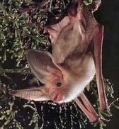 Image result for Pallid Bat Diet