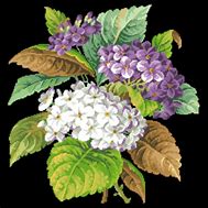 Image result for Purple Hydrangea Bouquet