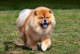 Image result for Fluffy Weiner Dog