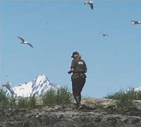 Image result for Alaska Ground Nesting Birds