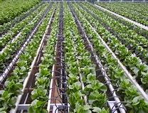 Image result for Large-Scale Drip Irrigation Systems