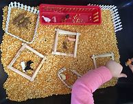 Image result for Farm Animals Preschool Activities