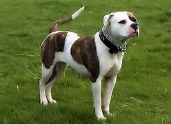 Image result for Scott American Bulldog Puppies