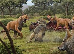 Image result for Aelurodon vs Dire Wolf