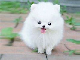 Image result for Cute White Fluffy Pillows