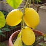 Image result for Drarf Lemon Tree in Pot