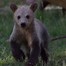 Image result for Grizzly Bear Mini