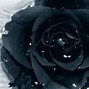 Image result for Black Rose Bushes