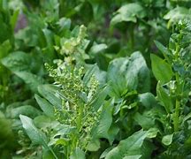 Image result for Female Spinach Plant