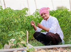 Image result for Chilli Farming