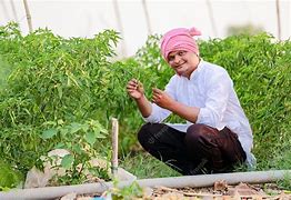 Image result for Organic Chilli Farming