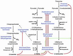 Image result for Chain of Amino Acids