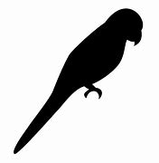 Image result for Parrot