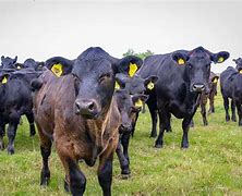 Image result for Angus Beef Cow