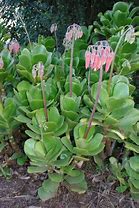 Image result for Cotyledon Orbiculata