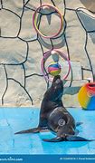 Image result for Sea Lion Balancing Ball