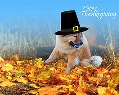 Image result for Thanksgiving Pug Puppy Wallpaper