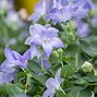 Image result for Natural Blue Flowers