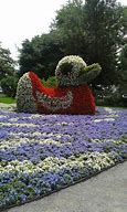 Image result for Mainau Flowers