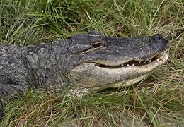 Image result for Alligator