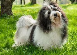 Image result for Havanese Fully Grown