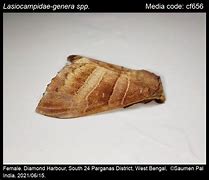 Image result for Lasiocampidae